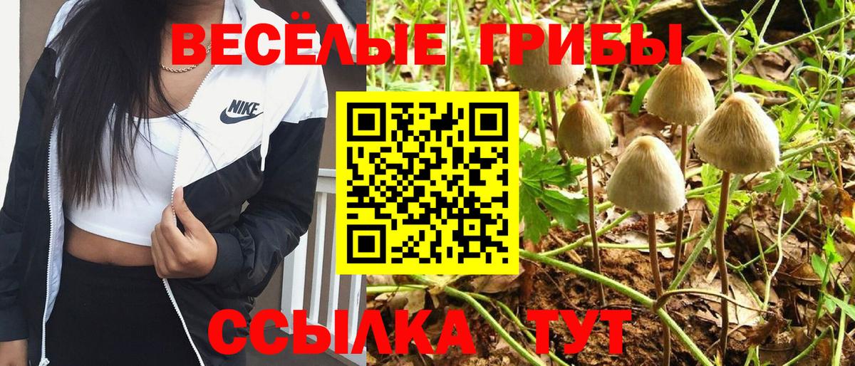 Галлюциногенные грибы Psilocybe Ачхой-Мартан
